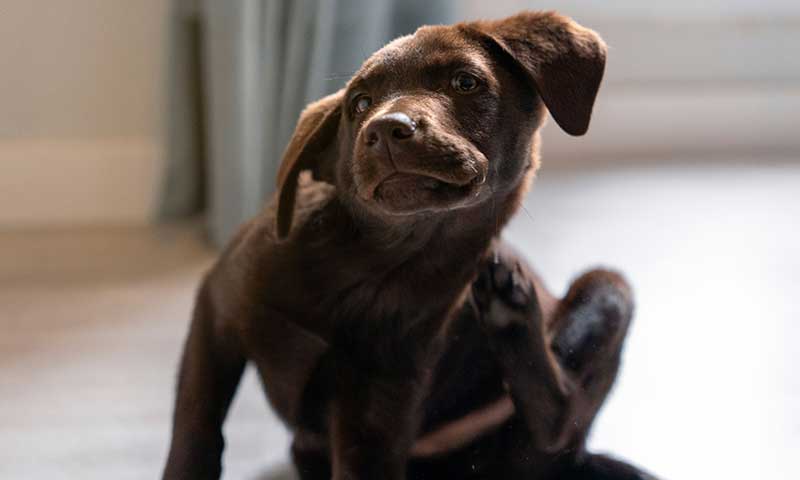 A brown puppy scratching A brown puppy scratching
