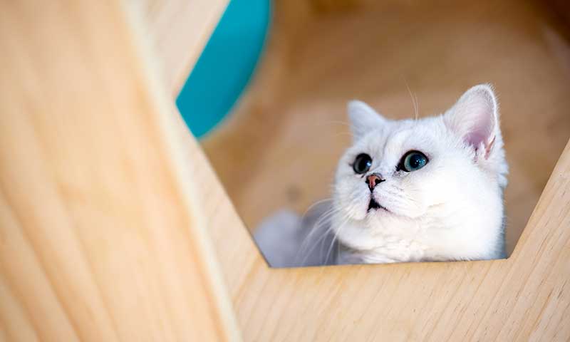 Appointment Request Form