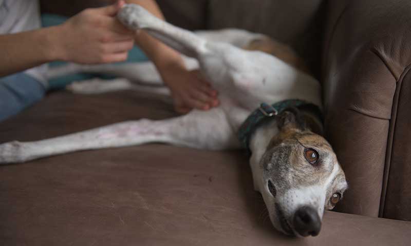 An older dog being given therapy An older dog being given therapy