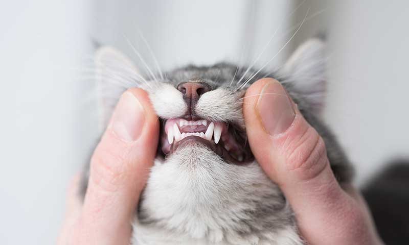 A cat's clean teeth A cat's clean teeth