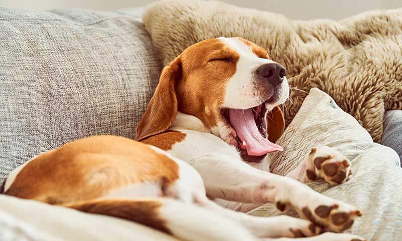 Beagle yawning