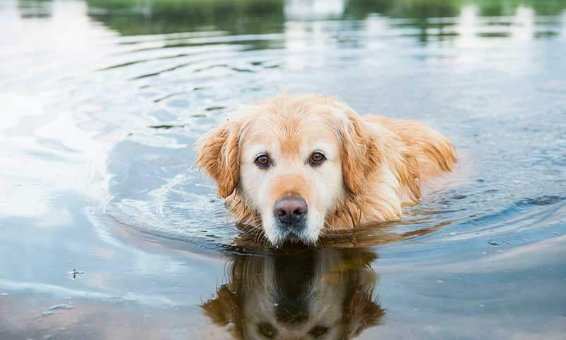 Golden retriever swimming