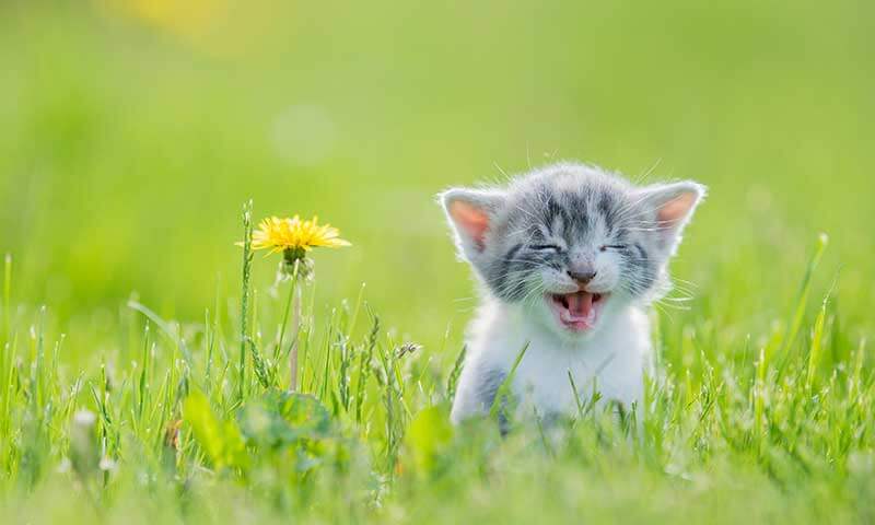 Kitten in a field