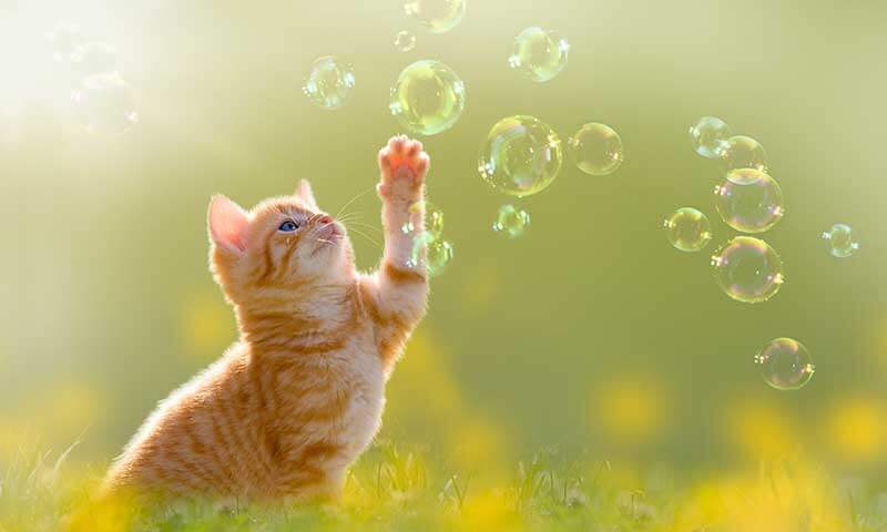 A kitten playing with bubbles
