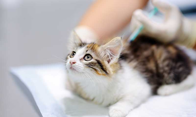 A cat being given a vaccination A cat being given a vaccination