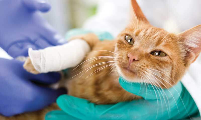A cat being treated for an injury A cat being treated for an injury