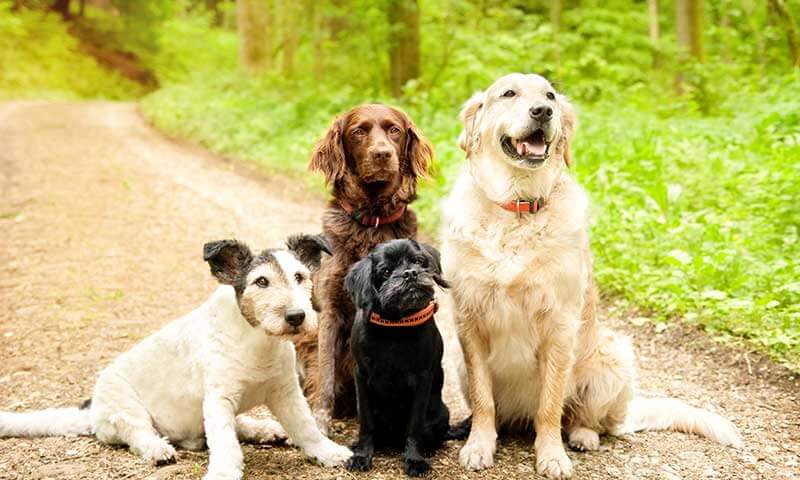 Dogs on a path