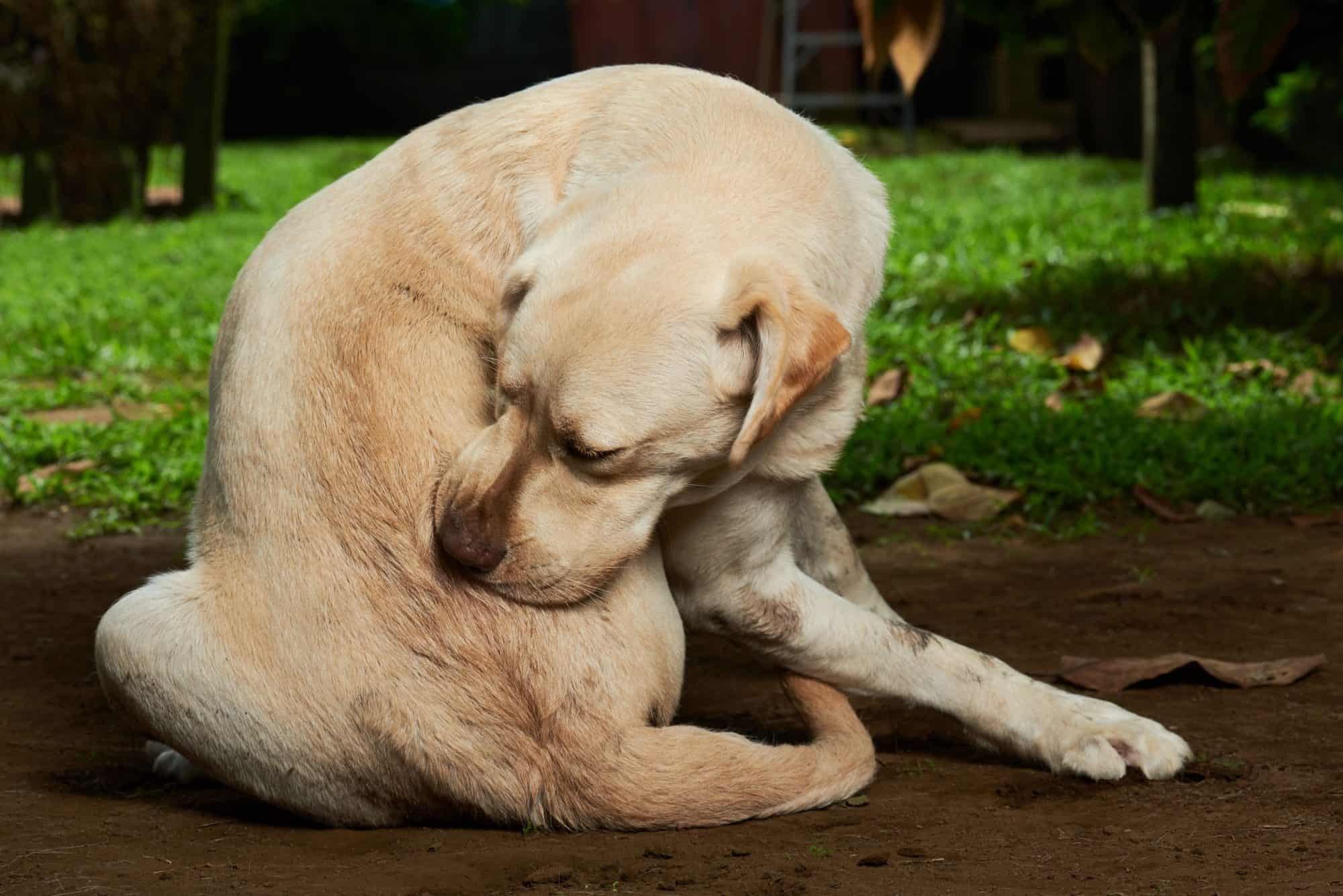 Why Is My Dog STILL Itching? Common Causes of Year-Round Allergies in Dogs