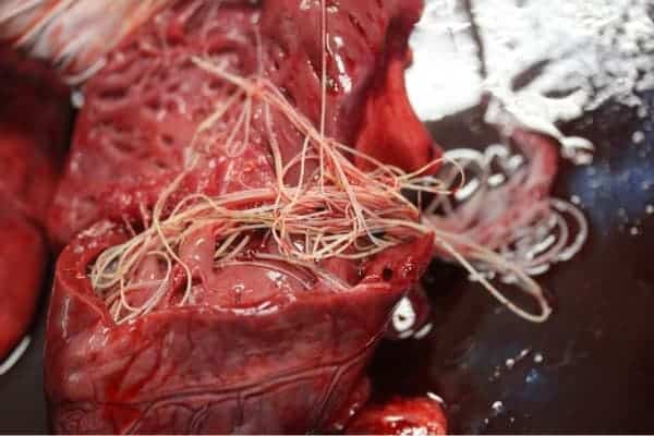 Heartworm Prevention: Do We Really Need This and Is It Safe?