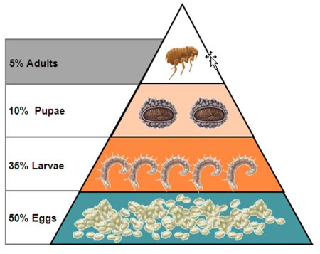 Itching in Cats, Flea Life Cycle, Flea Allergy Dermatitis