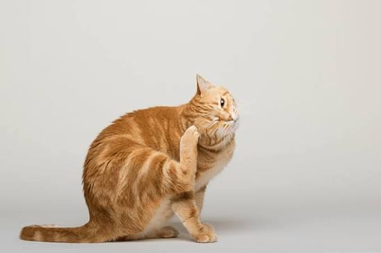 Cat Scratch Misery: Why is My Cat So Itchy?