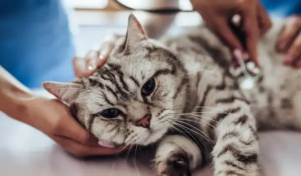 Fear-Free Vet Visits: How to Prepare Your Pet Before the Appointment
