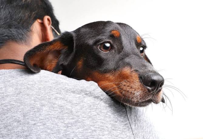 Fear-Free Veterinary Visits, Part 2: Managing Pet Anxiety During Your Visit