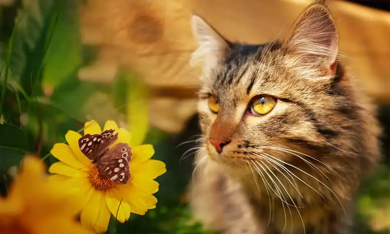 A cat by a flower