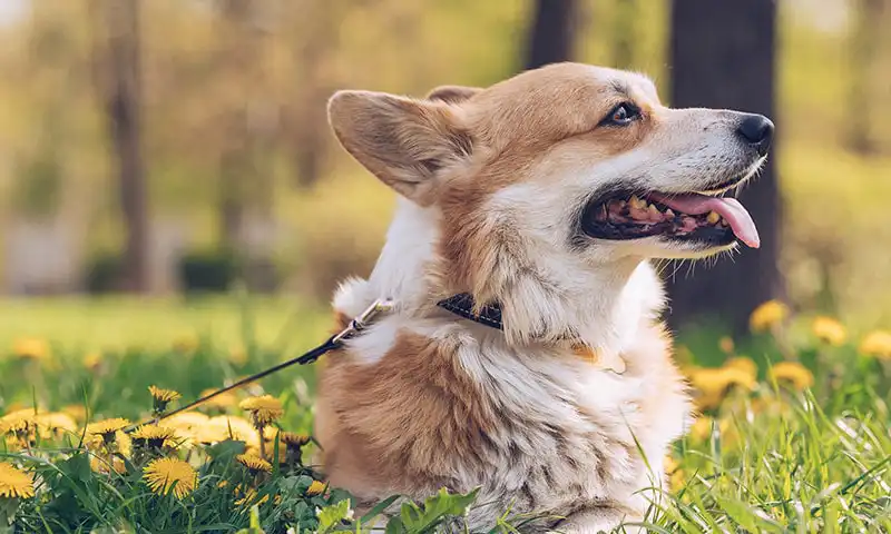 A corgie outdoors