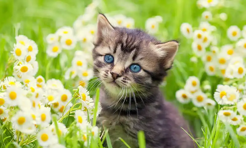 A kitten in a flowery field