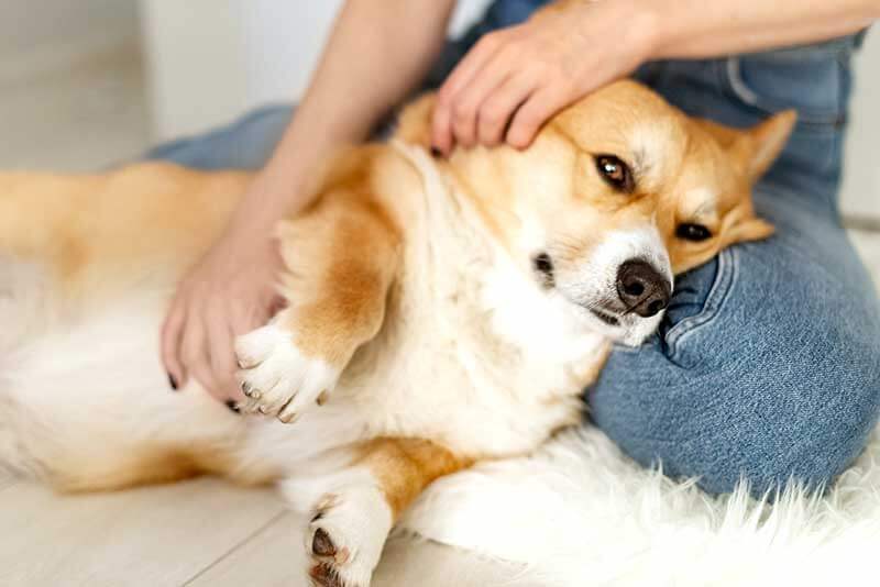 A corgi being massaged A corgi being massaged