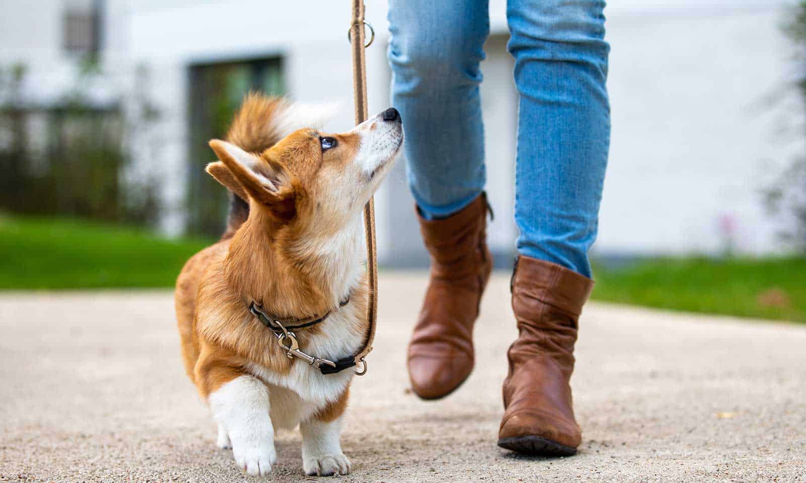 Corgi for a walk