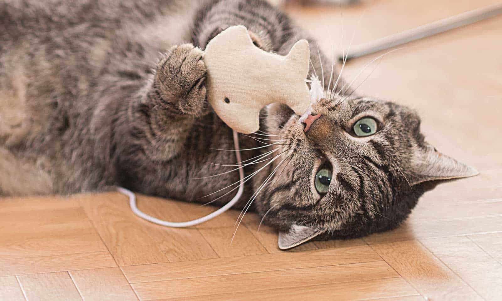 A cat rolling on the carpet