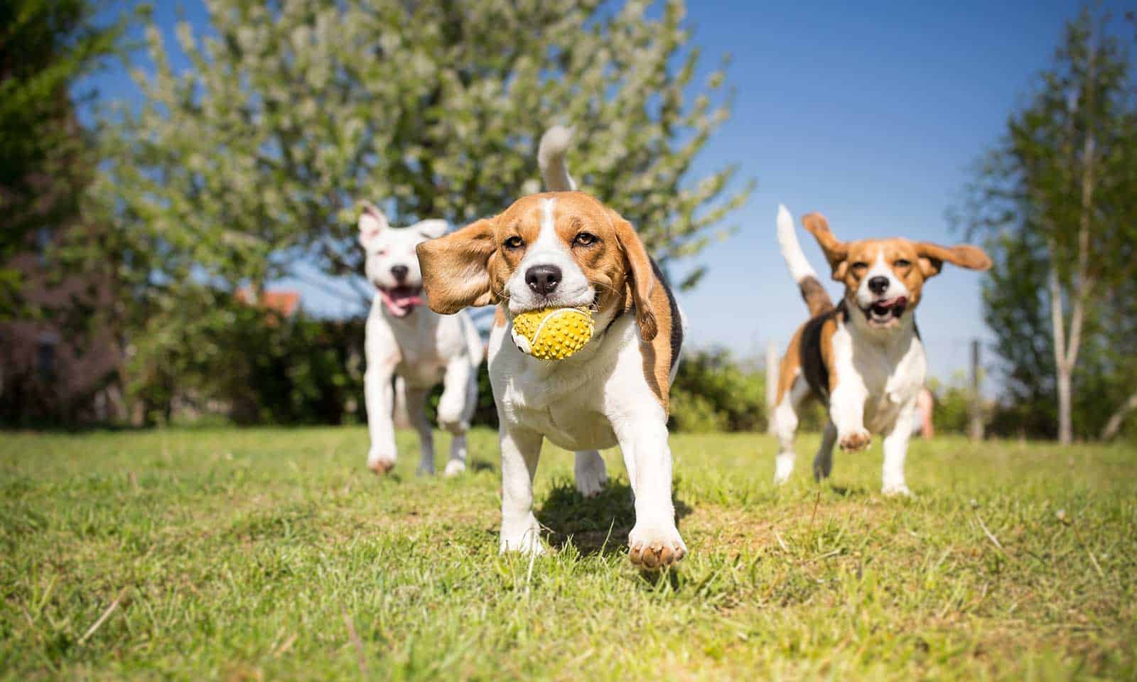 Dogs playing in a field