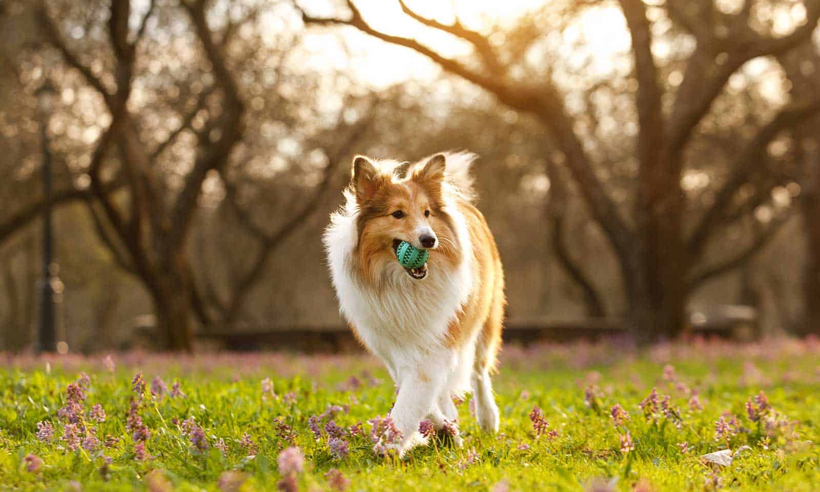 A dog in a field