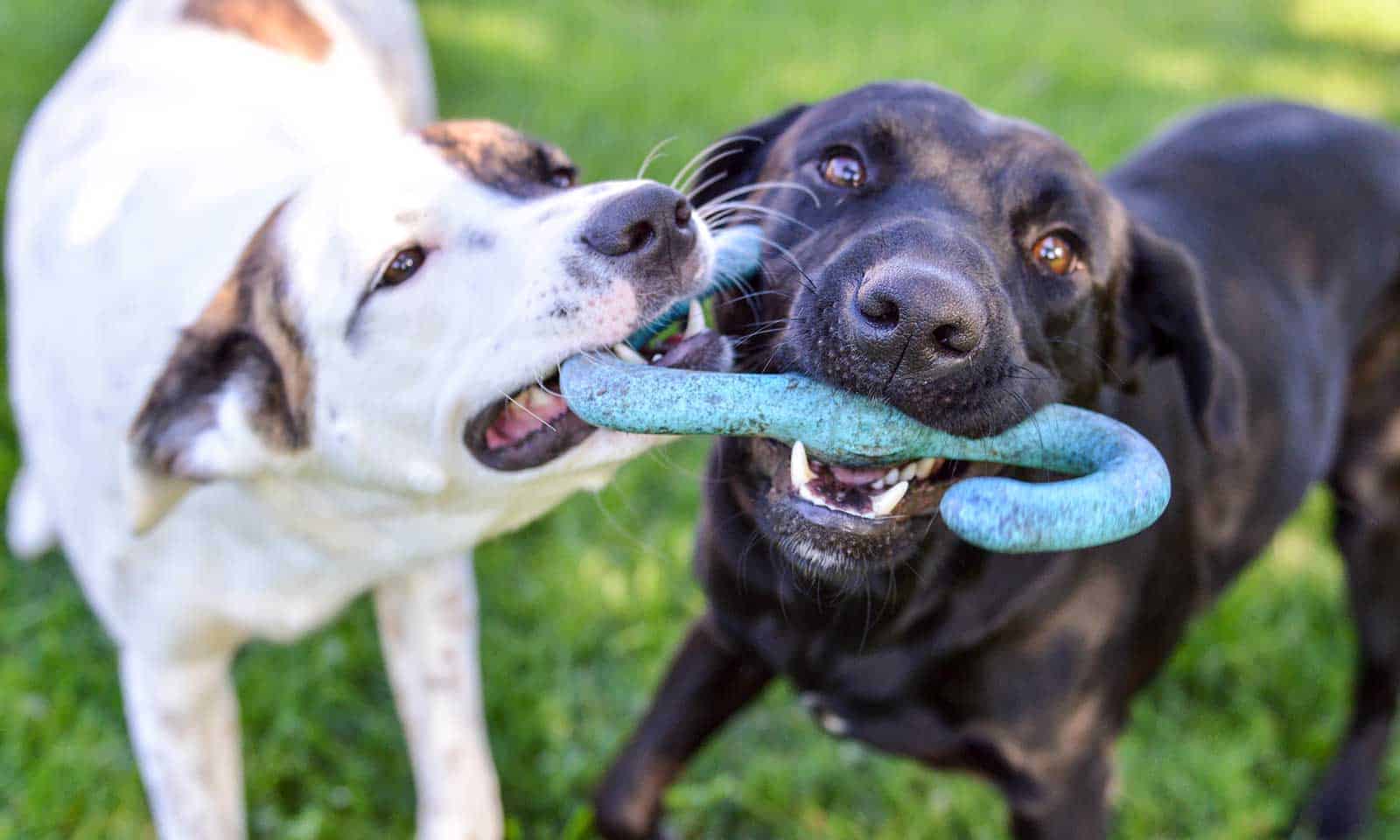 Two dogs playing with toy