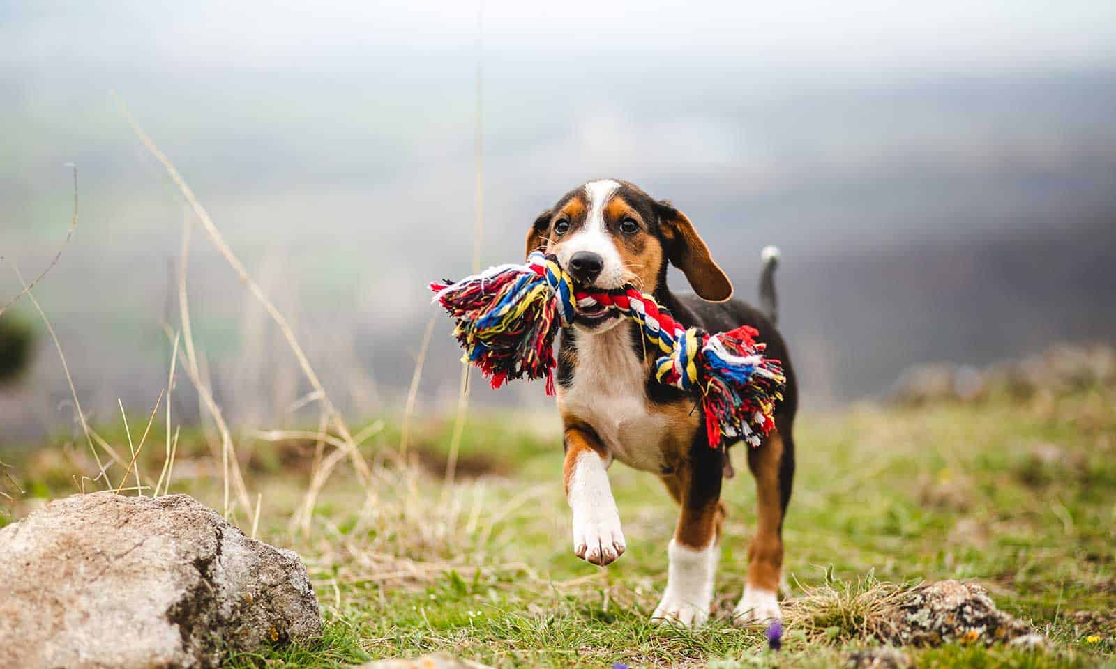 Puppy with a tug toy