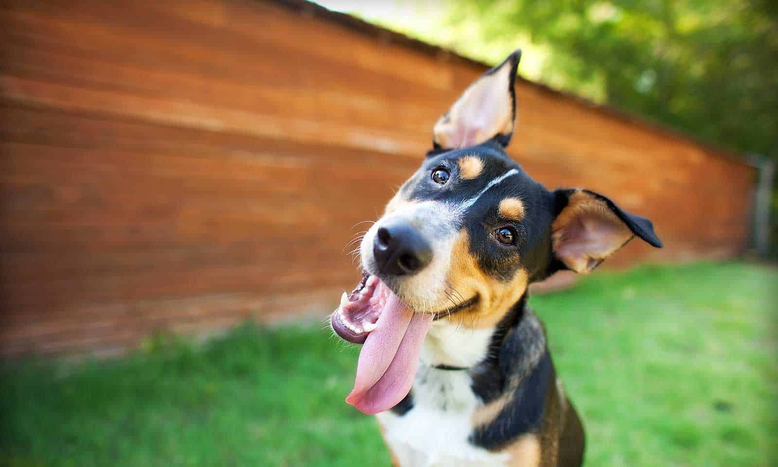 A dog with its tongue hanging out