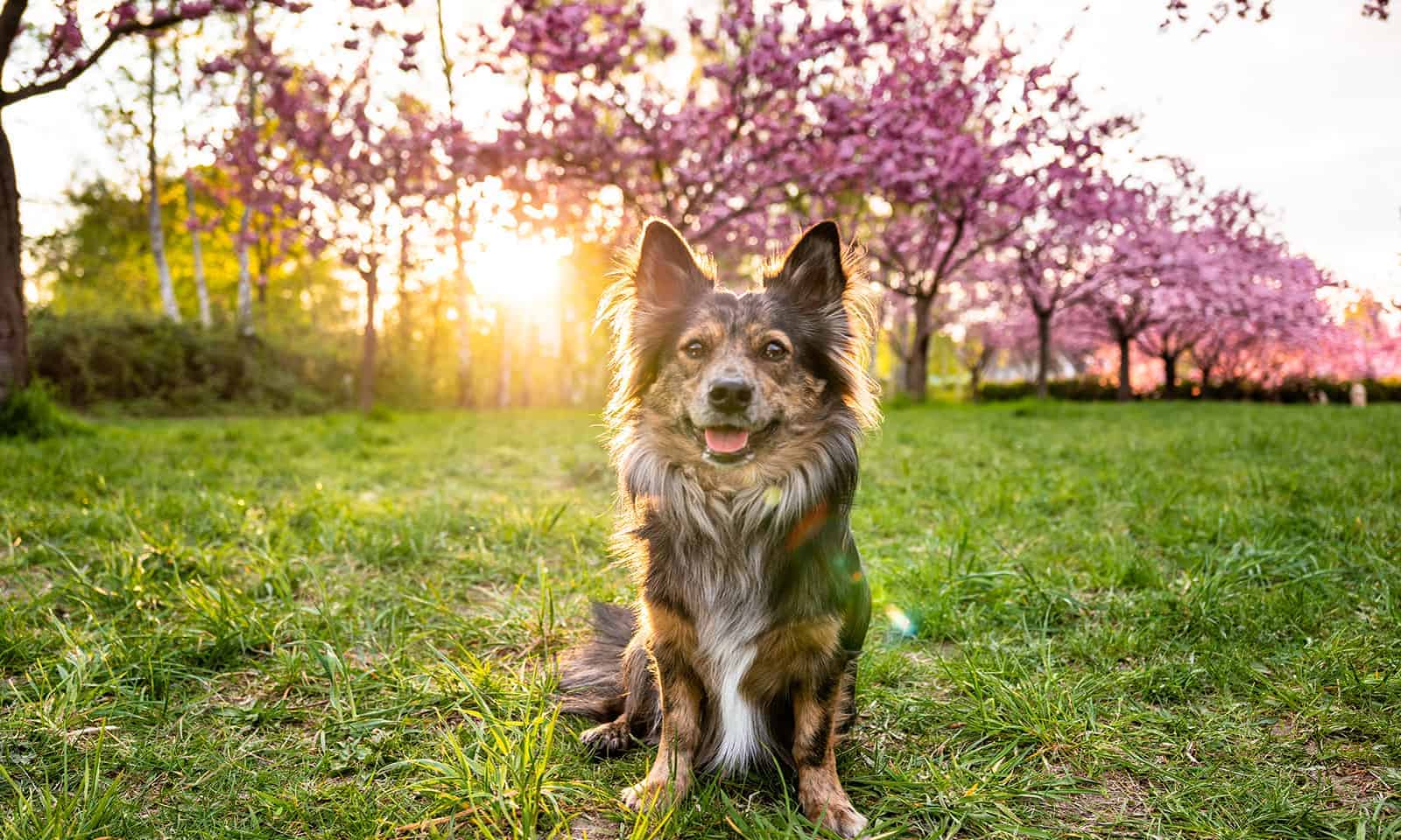 A dog sitting in the woods before a sunset