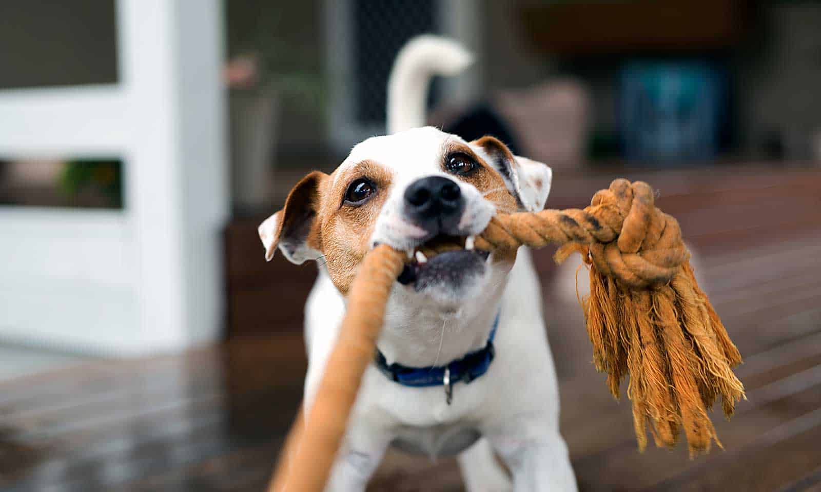 A puppy tugging on a rope