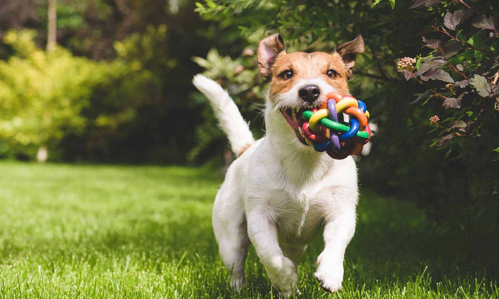 A dog running with a colorful ball toy